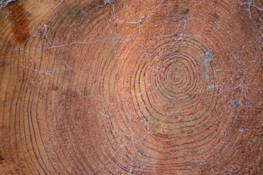 Açık havada kesilmiş ağaç gövdesinin donmuş ahşap dokusunu kapatın. 