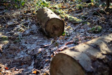 Kışın ormanda yerde duran bir sandığa yakın. Ahşap endüstrisi 