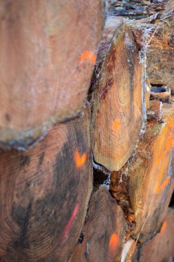 Kütük sandıkları yığınını kapat. Ormandan yeni kesilmiş ve işaretlenmiş ağaçlar. Ahşap endüstrisi 