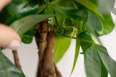 Pachira Aquatica bitkisinin küçük yeşil yapraklarını kapatın, evdeki bir odanın masasında duran bir tencerede büyüyen