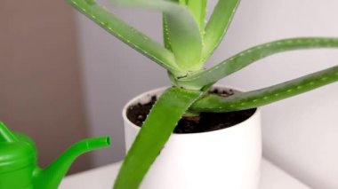 Bir kadının Aloe Vera bitkisini sulamasına, beyaz bir tencerede büyümesine, arka planda beyaz bir duvara.