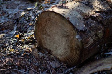 Kışın ormanda yerde duran bir sandığa yakın. Ahşap endüstrisi 