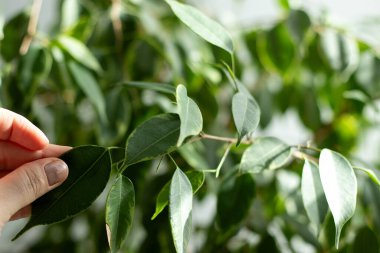 Evdeki saksıda yetişen ağlayan incir bitkisinin yeşil, sağlıklı yapraklarını tutan bir kadın eli.
