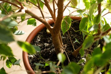 Evdeki saksıda yetişen ağlayan incir bitkisinin sağlıklı gövdesine yakın.