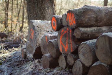 Kütük sandıkları yığınını kapat. Ormandan yeni kesilmiş ve işaretlenmiş ağaçlar. Ahşap endüstrisi 