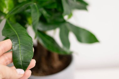 Kadın elinin Pachira Aquatica bitkisinin yeşil bir yaprağını tutuşu, evdeki bir odanın beyaz masasında duran bir tencerede büyümesi.