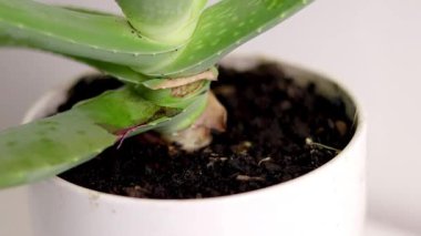 Beyaz bir tencerede büyüyen Aloe Vera bitkisinin bagajını kapat..
