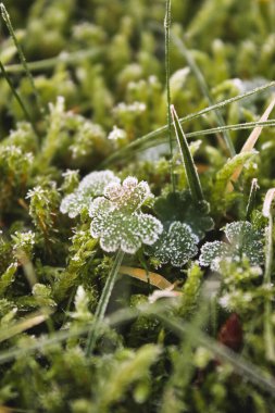 Donmuş yeşil çimenleri ve yerdeki yaprakları kapatın. Detaylı ve desenli doğal arka plan. 