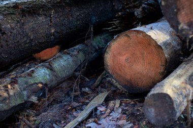 Kütük sandıkları yığınını kapat. Ormandan yeni kesilmiş ve işaretlenmiş ağaçlar. Ahşap endüstrisi 