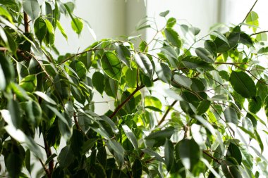 Evdeki saksıda yetişen incir bitkisinin sağlıklı yeşil yapraklarını kapatın.