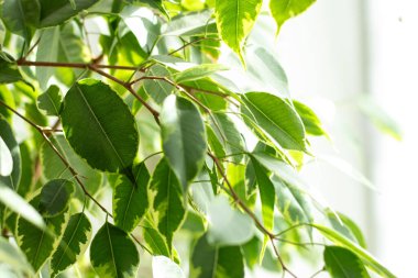Evdeki saksıda yetişen incir bitkisinin sağlıklı yeşil yapraklarını kapatın.
