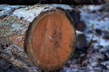 Kütük sandıkları yığınını kapat. Ormandan yeni kesilmiş ve işaretlenmiş ağaçlar. Ahşap endüstrisi 