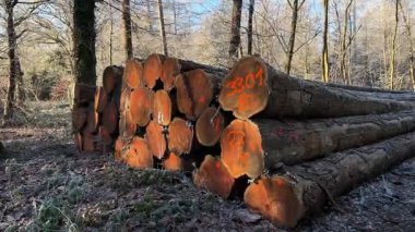 Kütük sandıkları yığınını kapat. Ormanda yerde görülen ve işaretlenen ağaçlar, gün ışığında bulanık arkaplan. Ahşap endüstrisi. Yüksek kaliteli FullHD görüntüler