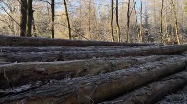 Kütük sandıkları yığınını kapat. Ormanda yerde görülen ve işaretlenen ağaçlar, gün ışığında bulanık arkaplan. Ahşap endüstrisi. Yüksek kaliteli FullHD görüntüler