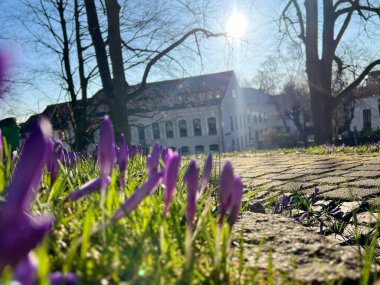 Mart 2025 Flensburg, Almanya - Şehir merkezindeki parkta çiçek açan mor tarlalar, güneşli bahar havası 