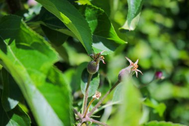 Ağaçta çiçek açtıktan sonra küçük elma meyvelerini yakın, güneşli gün ışığı ve bulanık yeşil arka plan 