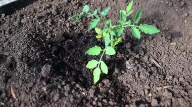 Bahçede toprağın içinde büyüyen genç bir domates filizinin yakınında. Yüksek kaliteli FullHD görüntüler