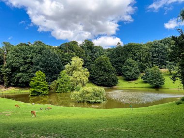 Geyikler yeşil çayır üzerinde yürüyor ve besleniyor, Almanya 'da vahşi park hayvanat bahçesi.