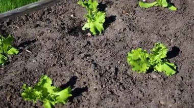 Bahçedeki toprakta yetişen küçük bir marul salatasına yakın, gün ışığında güçlü bir rüzgar. Yüksek kaliteli FullHD görüntüler