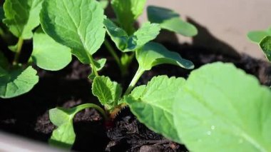 Tencerede yetişen taze turp filizlerine yakın, rüzgarlı bir havada. Yüksek kaliteli FullHD görüntüler