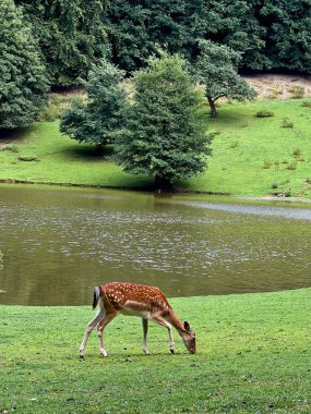 Geyikler yeşil çayır üzerinde yürüyor ve besleniyor, Almanya 'da vahşi park hayvanat bahçesi.