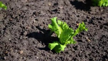 Bahçedeki toprakta yetişen küçük bir marul salatasına yakın, gün ışığında güçlü bir rüzgar. Yüksek kaliteli FullHD görüntüler