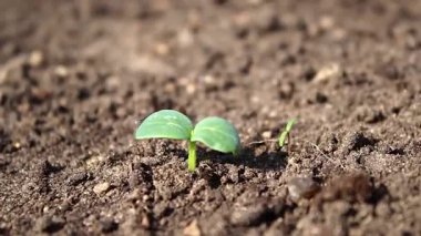 Toprakta yetişen küçük bir filizin yakınında, güneşli bir gün ışığında. Yüksek kaliteli FullHD görüntüler
