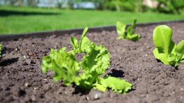 Bahçedeki toprakta yetişen küçük bir marul salatasına yakın, gün ışığında güçlü bir rüzgar. Yüksek kaliteli FullHD görüntüler