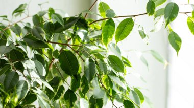 Evdeki saksıda yetişen incir bitkisinin sağlıklı yeşil yapraklarını kapatın.