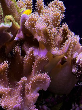 Akvaryum tankındaki balıklarla su altındaki güzel mercanları kapatın.