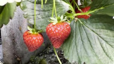 Bahçede yetişen olgun ve olgunlaşmamış çileklere yakın, doğal sağlıklı yiyecek kavramı. 