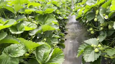 Birçok çilek fabrikası büyük bir serada yetişiyor, endüstriyel gıda üretim konsepti.