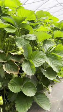 Birçok çilek fabrikası büyük bir serada yetişiyor, endüstriyel gıda üretim konsepti.