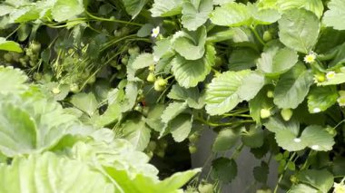 Birçok çilek fabrikası büyük bir serada yetişiyor, endüstriyel gıda üretim konsepti.