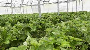 Birçok çilek fabrikası büyük bir serada yetişiyor, endüstriyel gıda üretim konsepti.