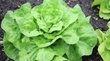 Bahçedeki toprakta yetişen marul salatalarını yakın, gün ışığında esen güçlü rüzgarları. Yüksek kaliteli FullHD görüntüler