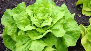 Bahçedeki toprakta yetişen marul salatalarını yakın, gün ışığında esen güçlü rüzgarları. Yüksek kaliteli FullHD görüntüler