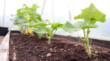 Bahçe evinin toprağında büyüyen genç bir salatalık bitkisinin yakınına. Yüksek kaliteli FullHD görüntüler