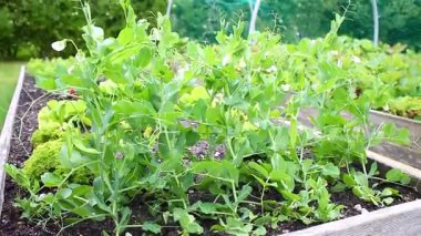 Ev bahçesindeki bir tencerede yetişen taze bezelye fidelerini, gün ışığında rüzgarlı havayı kapat. Yüksek kaliteli FullHD görüntüler