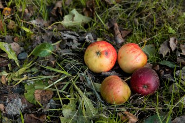 Yerdeki küçük olgun elmaları kapatın. Sonbaharda hasat mevsimi