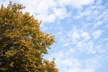 Altın yapraklı bir sonbahar ağacının ve bulutlu mavi gökyüzünün yakın görüntüsü.