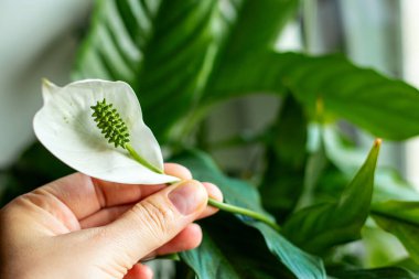 Spatthiphyllum bitkisinin beyaz çiçeğini tutan bir kadının elini yakın plan, yeşil yapraklı bulanık arka plan 