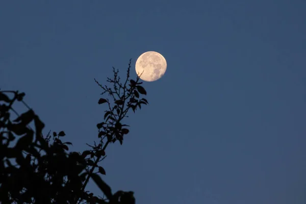 Місяць Гілка Дерева Листям Фото Зроблено Допомогою Телеоб Єктива Який — стокове фото
