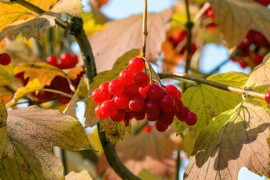 Bir çalılıkta bir sürü kırmızı viburnum meyvesi. Sonbahar bahçesinde hasat edin.