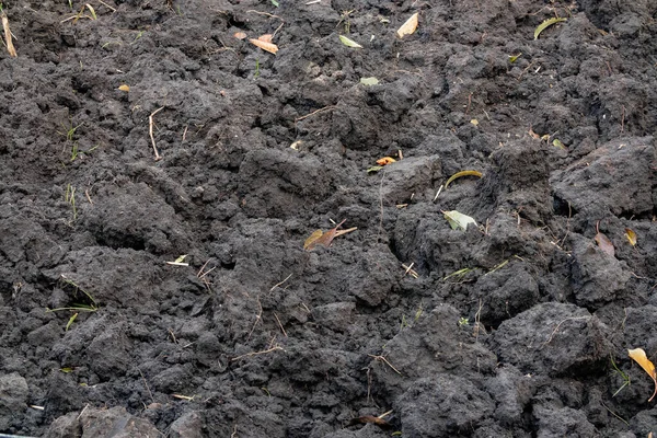 Fertile Soil Garden Chernozem Also Called Black Soil Black Colored — Stock Photo, Image
