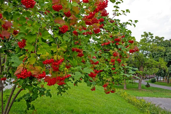 Viburnum Arbusto Con Bayas Rojas Parque Ciudad —  Fotos de Stock