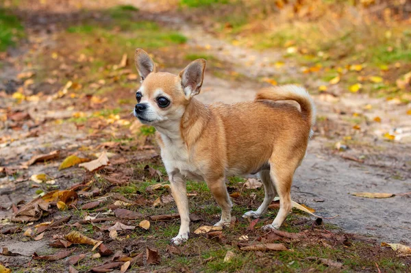 Chihuahua Perro Más Pequeño Del Mundo Llamado Así Por Estado —  Fotos de Stock