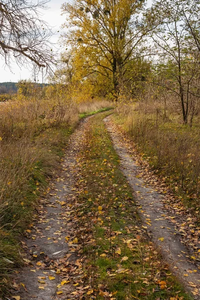 Jalan Desa Hutan Belantara Alam Gugur Ukraina — Stok Foto