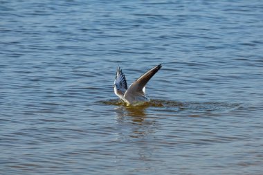 Martı suyun altına dalıyor. Balık avlayan kuş. Dinyeper nehri