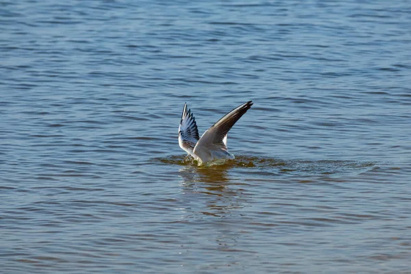 Seagull Dives Water Bird Hunting Fish Dnieper River — Stock Photo, Image